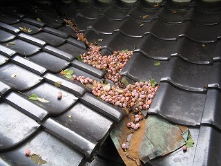 家の廻りに銀杏の木があってその木から銀杏の実や枯葉が屋根に落ちてきて、その屋根につもった箇所から雨漏れしてこまっていた現場です。